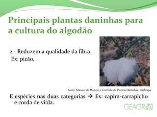 Principais plantas daninhas para 
a cultura do algodão 
2 - Reduzem a qualidade da fibra. 
Ex: picão. 
Fonte: Manual de Manejo e Controle de Plantas Daninhas. Embrapa. 
E espécies nas duas categorias  Ex: capim-carrapicho 
e corda de viola. 
 