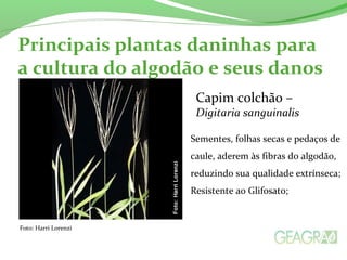 Principais plantas daninhas para 
a cultura do algodão e seus danos 
Foto: Harri Lorenzi 
Capim colchão – 
Digitaria sanguinalis 
Sementes, folhas secas e pedaços de 
caule, aderem às fibras do algodão, 
reduzindo sua qualidade extrínseca; 
Resistente ao Glifosato; 
 
