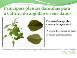 Principais plantas daninhas para 
a cultura do algodão e seus danos 
Caruru-de-espinho 
Amaranthus spinosus L. 
Presença de espinhos no caule, 
prejudica a colheita manual 
Fonte: Rafael Nolêto – http://herbologiamistica.blogspot.com.br/2014/02/nao-arranque-caruru-cura-caruru-se-come.html 
 