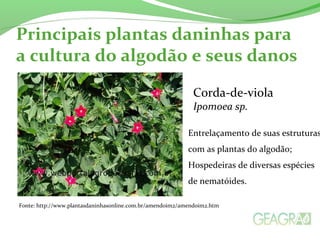Principais plantas daninhas para 
a cultura do algodão e seus danos 
Corda-de-viola 
Ipomoea sp. 
Entrelaçamento de suas estruturas 
com as plantas do algodão; 
Hospedeiras de diversas espécies 
de nematóides. 
Fonte: http://www.plantasdaninhasonline.com.br/amendoim2/amendoim2.htm 
 