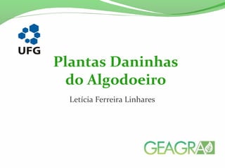Plantas Daninhas 
do Algodoeiro 
Letícia Ferreira Linhares 
 