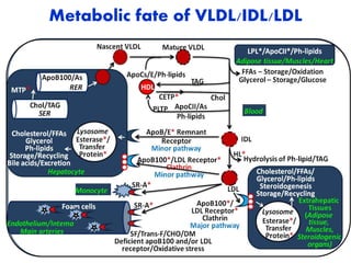 Metabolic fate of VLDL/IDL/LDL
 