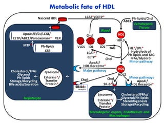 Metabolic fate of HDL
Scavenger
receptor
 