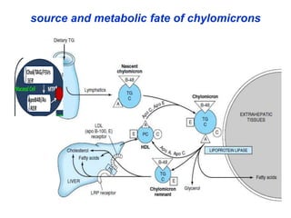 source and metabolic fate of chylomicrons
 