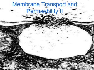 Membrane Transport and Permeability II 