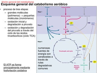 Visión general del metabolismo
    Esquema general del catabolismo aeróbico
•    proceso de tres etapas
      – grandes moléculas
         (polímeros) → pequeñas
         moléculas (monómeros)
      – oxidación inicial y
         degradación a piruvato
      – oxidación y degradación
         del piruvato a través del
         ciclo de los ácidos
         tricarboxílicos (ciclo TCA)



                                       numerosas
                                       fuentes de
                                       energía son
                                       canalizadas a
                                       través de
                                       rutas
     El ATP se forma                   degradativas
     principalmente mediante           comunes
     fosforilación oxidativa
 