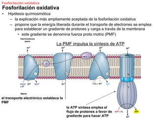 Fosforilación oxidativa
Fosforilación oxidativa
•   Hipótesis químiosmótica
     – la explicación más ampliamente aceptada de la fosforilación oxidativa
     – propone que la energía liberada durante el transporte de electrones se emplea
       para establecer un gradiente de protones y carga a través de la membrana
         • este gradiente se denomina fuerza proto motriz (PMF)

                                  La PMF impulsa la síntesis de ATP




el transporte electrónico establece la
PMF
                                         la ATP sintasa emplea el
                                         flujo de protones a favor de
                                         gradiente para hacer ATP
 
