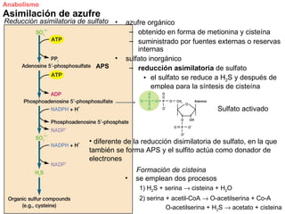 Anabolismo
Asimilación de azufre
Reducción asimilatoria de sulfato •   azufre orgánico
                                       – obtenido en forma de metionina y cisteína
                                       – suministrado por fuentes externas o reservas
                                          internas
                                  •   sulfato inorgánico
                            APS        – reducción asimilatoria de sulfato
                                            • el sulfato se reduce a H2S y después de
                                               emplea para la síntesis de cisteína


                                                                       Sulfato activado



                          • diferente de la reducción disimilatoria de sulfato, en la que
                          también se forma APS y el sulfito actúa como donador de
                          electrones
                                          Formación de cisteina
                                      •   se emplean dos procesos
                                           1) H2S + serina → cisteina + H2O
                                           2) serina + acetil-CoA → O-acetilserina + Co-A
                                                     O-acetilserina + H2S → acetato + cisteina
 