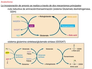 Anabolismo
La incorporación de amonio se realiza a través de dos mecanismos principales
      -ruta reductiva de aminación/transaminación (sistema Glutamato deshidrogenasa,
         GDH)




     -sistema glutamina sintetasa/glutamato sintasa (GOGAT)
 