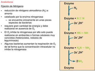 Anabolismo

Fijación de Nitrógeno
•   reducción de nitrógeno atmosférico (N2) a
    amonio
•   catalizado por la enzima nitrogenasa
     – se encuentra únicamente en unas pocas
        especies de bacterias
•   requiere gran cantidad de energía y debe
    realizarse en ausencia de O2
•   El O2 inhibe la nitrogenasa por ello solo puede
    realizarse en ambientes o formas celulares muy
    concretos (heterocistos, nódulos de
    leguminosas)
•   Algunas bacterias aumentan la respiración de O2
    de tal forma que la concentración intracelular no
    inhibe la nitrogenasa
 