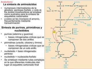Anabolismo
    La síntesis de aminoácidos
•   numerosos intermediarios de la
    glicolisis, pentosas fosfato, y ciclo de
    los ácidos tricarboxílicos se emplean
    como sustratos para la síntesis de
    esqueletos carbonados
•   a estos se les incorpora el amonio,
    frecuentemente mediante
    transaminación

Síntesis de purinas, pirimidinas y
           nucleótidos
•   purinas (adenina y guanina)
      – bases nitrogenadas cíclicas que se
         componen de dos anillos
•   pirimidinas (uracilo, citosina y timina)
      – bases nitrogenadas cíclicas que se
         componen de un solo anillo
•   nucleósido = base nitrogenada-
    pentosa
•   nucleótido = nucleosido-fosfato
•   Se sintetizan mediante rutas complejas
    en la que diferentes moléculas dan
    lugar al esqueleto carbonado final
 
