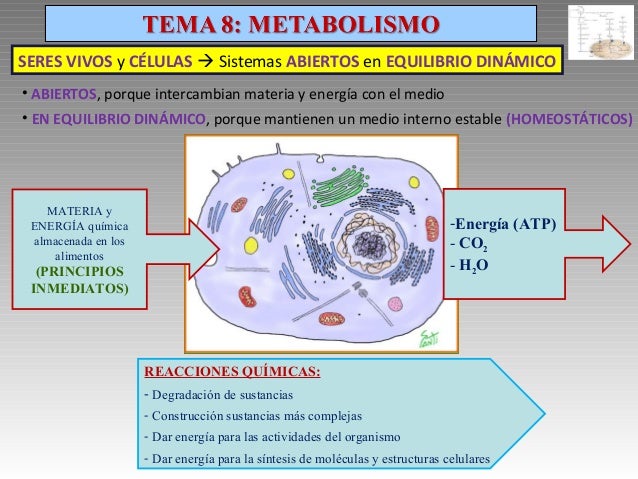 Tu tienes calcular tasa de metabolismo basal ?