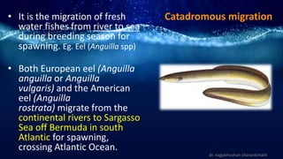 • It is the migration of fresh
water fishes from river to sea
during breeding season for
spawning. Eg. Eel (Anguilla spp)
• Both European eel (Anguilla
anguilla or Anguilla
vulgaris) and the American
eel (Anguilla
rostrata) migrate from the
continental rivers to Sargasso
Sea off Bermuda in south
Atlantic for spawning,
crossing Atlantic Ocean.
dr. nagabhushan charantimath
Catadromous migration
 