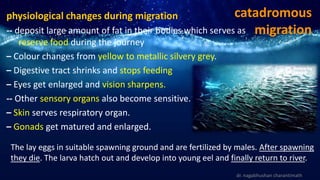 catadromous
migration
physiological changes during migration
-- deposit large amount of fat in their bodies which serves as
reserve food during the journey
– Colour changes from yellow to metallic silvery grey.
– Digestive tract shrinks and stops feeding
– Eyes get enlarged and vision sharpens.
-- Other sensory organs also become sensitive.
– Skin serves respiratory organ.
– Gonads get matured and enlarged.
dr. nagabhushan charantimath
The lay eggs in suitable spawning ground and are fertilized by males. After spawning
they die. The larva hatch out and develop into young eel and finally return to river.
 