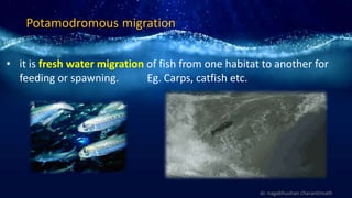 Potamodromous migration
• it is fresh water migration of fish from one habitat to another for
feeding or spawning. Eg. Carps, catfish etc.
dr. nagabhushan charantimath
 