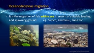 Oceanodromous migration
• It is the migration of fish within sea in search of suitable feeding
and spawning ground. eg. Clupea, Thummus, Tuna etc.
dr. nagabhushan charantimath
 