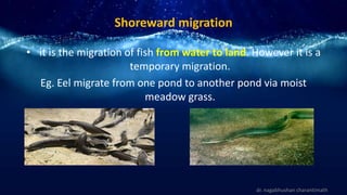 Shoreward migration
• it is the migration of fish from water to land. However it is a
temporary migration.
Eg. Eel migrate from one pond to another pond via moist
meadow grass.
dr. nagabhushan charantimath
 