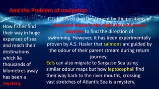 And the Problem of navigation
How fishes find
their way in huge
expanses of sea
and reach their
destinations
which lie
thousands of
kilometres away
has been a
mystery.
Eels can also migrate to Sargasso Sea using
similar odour maps but how leptocephali find
their way back to the river mouths, crossing
vast stretches of Atlantic Sea is a mystery.
It is believed that they orient by the positions of
stars and moon in the night sky and sun in
daytime to find the direction of
swimming. However, it has been experimentally
proven by A.S. Hasler that salmons are guided by
the odour of their parent stream during return
journey.
 
