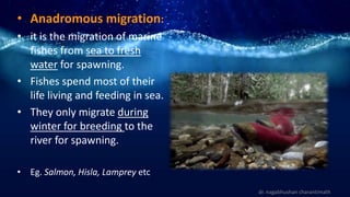 • Anadromous migration:
• it is the migration of marine
fishes from sea to fresh
water for spawning.
• Fishes spend most of their
life living and feeding in sea.
• They only migrate during
winter for breeding to the
river for spawning.
• Eg. Salmon, Hisla, Lamprey etc
dr. nagabhushan charantimath
 