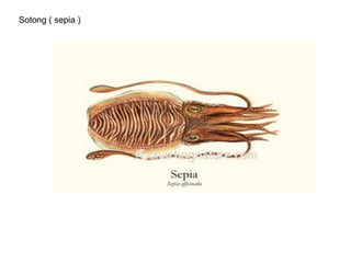 Sotong ( sepia )
 