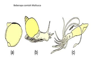 Beberapa contoh Mollusca
 