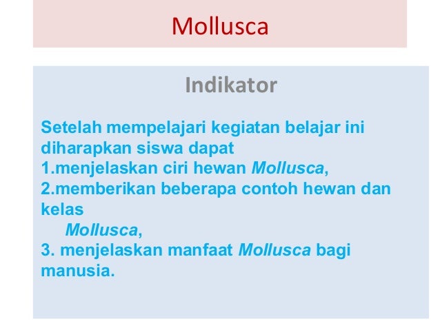 8 Mollusca