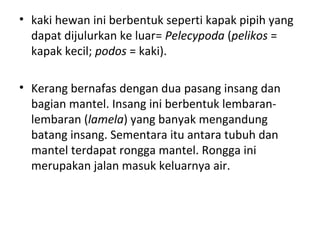 • kaki hewan ini berbentuk seperti kapak pipih yang
dapat dijulurkan ke luar= Pelecypoda (pelikos =
kapak kecil; podos = kaki).
• Kerang bernafas dengan dua pasang insang dan
bagian mantel. Insang ini berbentuk lembaran-
lembaran (lamela) yang banyak mengandung
batang insang. Sementara itu antara tubuh dan
mantel terdapat rongga mantel. Rongga ini
merupakan jalan masuk keluarnya air.
 