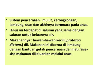 • Sistem pencernaan : mulut, kerongkongan,
lambung, usus dan akhirnya bermuara pada anus.
• Anus ini terdapat di saluran yang sama dengan
saluran untuk keluarnya air.
• Makanannya : hewan-hewan kecil ( protozoa
diatom,) dll. Makanan ini dicerna di lambung
dengan bantuan getah pencernaan dan hati. Sisa-
sisa makanan dikeluarkan melalui anus
 