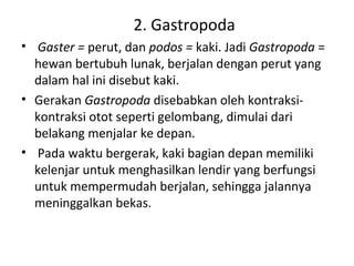 2. Gastropoda
• Gaster = perut, dan podos = kaki. Jadi Gastropoda =
hewan bertubuh lunak, berjalan dengan perut yang
dalam hal ini disebut kaki.
• Gerakan Gastropoda disebabkan oleh kontraksi-
kontraksi otot seperti gelombang, dimulai dari
belakang menjalar ke depan.
• Pada waktu bergerak, kaki bagian depan memiliki
kelenjar untuk menghasilkan lendir yang berfungsi
untuk mempermudah berjalan, sehingga jalannya
meninggalkan bekas.
 