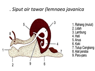 . Siput air tawar (lemnaea javanica
 