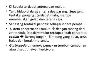 • Di kepala terdapat antena dan mulut.
• Yang hidup di darat antena dua pasang. Sepasang
tentakel panjang : terdapat mata, mampu
membedakan gelap dan terang saja.
• Sepasang tentakel pendek: sebagai indera pembau.
• Sistem pencernaan : mulut  dengan rahang dari
zat tanduk. Di dalam mulut terdapat lidah parut atau
radula  kerongkongan, lambung yang bulat, usus
halus dan berakhir di anus.
• Gastropoda umumnya pemakan tumbuh-tumbuhan
atau disebut hewan herbivora.
 