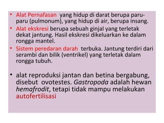 • Alat Pernafasan yang hidup di darat berupa paru-
paru (pulmonum), yang hidup di air, berupa insang.
• Alat ekskresi berupa sebuah ginjal yang terletak
dekat jantung. Hasil ekskresi dikeluarkan ke dalam
rongga mantel.
• Sistem peredaran darah terbuka. Jantung terdiri dari
serambi dan bilik (ventrikel) yang terletak dalam
rongga tubuh.
• alat reproduksi jantan dan betina bergabung,
disebut ovotestes. Gastropoda adalah hewan
hemafrodit, tetapi tidak mampu melakukan
autofertilisasi
 