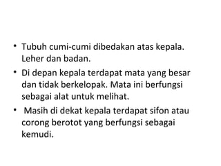 • Tubuh cumi-cumi dibedakan atas kepala.
Leher dan badan.
• Di depan kepala terdapat mata yang besar
dan tidak berkelopak. Mata ini berfungsi
sebagai alat untuk melihat.
• Masih di dekat kepala terdapat sifon atau
corong berotot yang berfungsi sebagai
kemudi.
 