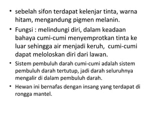 • sebelah sifon terdapat kelenjar tinta, warna
hitam, mengandung pigmen melanin.
• Fungsi : melindungi diri, dalam keadaan
bahaya cumi-cumi menyemprotkan tinta ke
luar sehingga air menjadi keruh, cumi-cumi
dapat meloloskan diri dari lawan.
• Sistem pembuluh darah cumi-cumi adalah sistem
pembuluh darah tertutup, jadi darah seluruhnya
mengalir di dalam pembuluh darah.
• Hewan ini bernafas dengan insang yang terdapat di
rongga mantel.
 