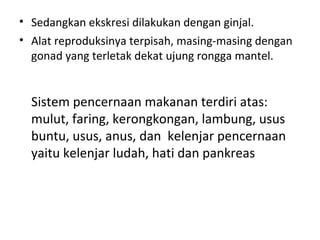 • Sedangkan ekskresi dilakukan dengan ginjal.
• Alat reproduksinya terpisah, masing-masing dengan
gonad yang terletak dekat ujung rongga mantel.
Sistem pencernaan makanan terdiri atas:
mulut, faring, kerongkongan, lambung, usus
buntu, usus, anus, dan kelenjar pencernaan
yaitu kelenjar ludah, hati dan pankreas
 