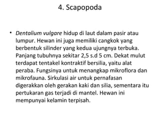 4. Scapopoda
• Dentalium vulgare hidup di laut dalam pasir atau
lumpur. Hewan ini juga memiliki cangkok yang
berbentuk silinder yang kedua ujungnya terbuka.
Panjang tubuhnya sekitar 2,5 s.d 5 cm. Dekat mulut
terdapat tentakel kontraktif bersilia, yaitu alat
peraba. Fungsinya untuk menangkap mikroflora dan
mikrofauna. Sirkulasi air untuk pernafasan
digerakkan oleh gerakan kaki dan silia, sementara itu
pertukaran gas terjadi di mantel. Hewan ini
mempunyai kelamin terpisah.
 