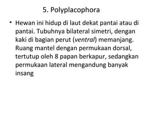 5. Polyplacophora
• Hewan ini hidup di laut dekat pantai atau di
pantai. Tubuhnya bilateral simetri, dengan
kaki di bagian perut (ventral) memanjang.
Ruang mantel dengan permukaan dorsal,
tertutup oleh 8 papan berkapur, sedangkan
permukaan lateral mengandung banyak
insang
 