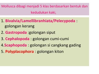 Mollusca dibagi menjadi 5 klas berdasarkan bentuk dan
kedudukan kaki,
1. Bivalvia/Lamellibranhiata/Pelecypoda :
golongan kerang
2. Gastropoda :golongan siput
3. Cephalopoda : golongan cumi-cumi
4.Scaphopoda : golongan si cangkang gading
5. Polyplacophora : golongan kiton
 