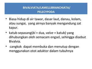 BIVALVIATA/LAMELLIBRANCHIATA/
PELECYPODA
• Biasa hidup di air tawar, dasar laut, danau, kolam,
atau sungai, yang airnya banyak mengandung zat
kapur.
• katub sepasang(bi = dua, valve = katub) yang
dihubungkan oleh semacam engsel, sehingga disebut
Bivalvia.
• cangkok dapat membuka dan menutup dengan
menggunakan otot aduktor dalam tubuhnya
 