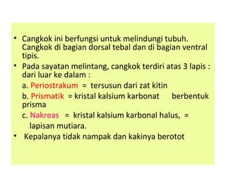 • Cangkok ini berfungsi untuk melindungi tubuh.
Cangkok di bagian dorsal tebal dan di bagian ventral
tipis.
• Pada sayatan melintang, cangkok terdiri atas 3 lapis :
dari luar ke dalam :
a. Periostrakum = tersusun dari zat kitin
b. Prismatik = kristal kalsium karbonat berbentuk
prisma
c. Nakreas = kristal kalsium karbonal halus, =
lapisan mutiara.
• Kepalanya tidak nampak dan kakinya berotot
 