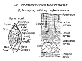 (A) Penampang melintang tubuh Pelecypoda;
(B) Penampang melintang cangkok dan mantel
 