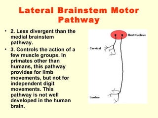 Not Well Developed 8. motor control-08-09 | PPT