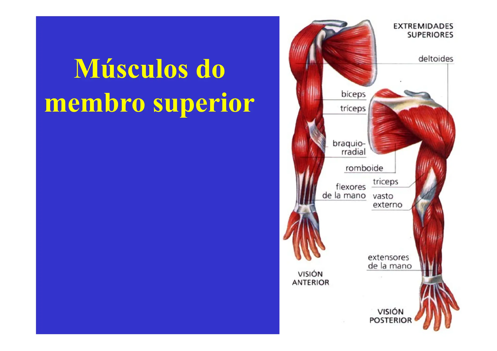 aulas relacionados a Musculos dos membros superiores do corpo humano | PPTX