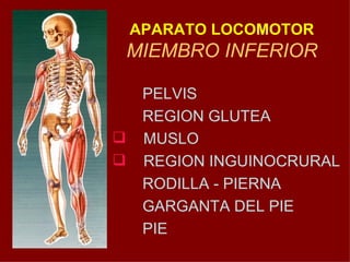 APARATO LOCOMOTOR MIEMBRO INFERIOR ,[object Object],[object Object],[object Object],[object Object],[object Object],[object Object],[object Object]