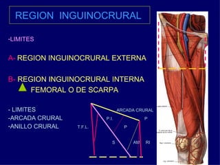 REGION  INGUINOCRURAL   LIMITES A-   REGION INGUINOCRURAL EXTERNA  B-  REGION INGUINOCRURAL INTERNA FEMORAL O DE SCARPA - LIMITES  ARCADA CRURAL -ARCADA CRURAL  P.I.  P  ANILLO CRURAL  T.F.L.   P S  AM  RI 