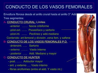 CONDUCTO DE LOS VASOS FEMORALES  Envoltura fibrosa desde el anillo crural hasta el anillo 3° Add. Tres segmentos: A-   CONDUCTO CRURAL:  Límites -anterior  ……  fascia cribiforme -póst.ext. ……  Psoasilíaco y sartorio -póst.int.  ……  Pectíneo y add.mediano Contenido: art.femoral y división ,vena fem. y safena  B-   CONDUCTO DE LOS VASOS FEMORALES P.D. -ánteroint. …..  Sartorio - externo  …….  Vasto interno - posterior  …..  Add. Mediano y mayor C-   CONDUCTO DE HUNTER - post. ……  Adductor mayor  - ant. y externo …. Vasto interno - fibras arciformes (entre el add. Y vasto int.)   