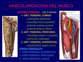 VASCULARIZACION DEL MUSLO   ARTERIA FEMORAL :  hay 3 arterias  1- ART. FEMORAL COMUN: - subcutanea abdominal - circunfleja ilíaca superficial - pudenda externa superior - pudenda externa inferior 2- ART. FEMORAL PROFUNDA - circunfleja anterior y posterior - arteria del cuádriceps 3- ART. FEMORAL SUPERFICIAL - anastomótica magna, ad y c VENAS FEMORALES 1- VENA FEMORAL SUPERFICIAL 2- VENA FEMORAL PROFUNDA 3- VENA FEMORAL COMUN 