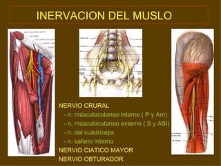INERVACION DEL MUSLO   NERVIO CRURAL - n. músculocutaneo interno ( P y Am) - n. músculocutaneo externo ( S y ASI) - n. del cuádriceps - n. safeno interno  NERVIO CIATICO MAYOR NERVIO OBTURADOR 