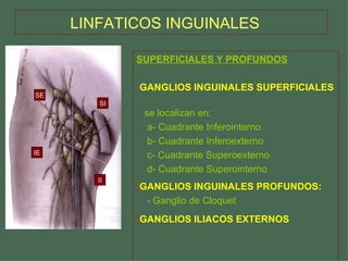 LINFATICOS INGUINALES   SUPERFICIALES Y PROFUNDOS GANGLIOS INGUINALES SUPERFICIALES   se localizan en: a- Cuadrante Inferointerno b- Cuadrante Inferoexterno c- Cuadrante Superoexterno d- Cuadrante Superointerno GANGLIOS INGUINALES PROFUNDOS: - Ganglio de Cloquet - GANGLIOS ILIACOS EXTERNOS   SE IE II SI 