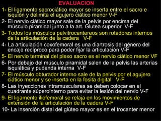 EVALUACION  1-   El ligamento sacrociático mayor se inserta entre el sacro e isquión y delimita el agujero ciático menor V-F  2- El nervio ciático mayor sale de la pelvis por encima del músculo piramidal junto a la art. Glutea superior  V-F 3- Todos los músculos pelvitrocantereos son rotadores internos de la articulación de la cadera  V-F   4- La articulación coxofemoral es una diartrosis del género del encaje recíproco para poder fijar la articulación V-F 5- El nervio terminal del plexo sacro es el nervio ciático menor VF 6- Por debajo del músculo piramidal salen de la pelvis las arterias isquiática y pudenda interna  V-F  7- El músculo obturador interno sale de la pelvis por el agujero ciático menor y se inserta en la fosita digital  V-F 8- Las inyecciones intramusculares se deben colocar en el cuadrante súperointerno para evitar la lesión del nervio V-F 9- El ligamento iliofemoral se relaja en los movimientos de extensión de la articulación de la cadera V-F 10- La inserción distal del glúteo mayor es en el trocanter menor 